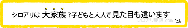 シロアリは大家族?子どもと大人で見た目も違います