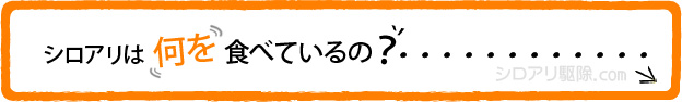 シロアリは何を食べているの?