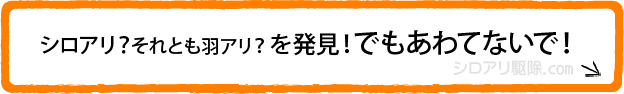 シロアリ?それとも羽アリ?を発見!でもあわてないで!