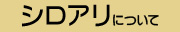 シロアリについて