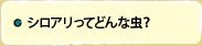 シロアリってどんな虫？
