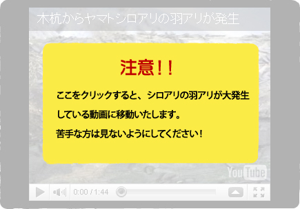 白蟻の羽アリ大量発生動画