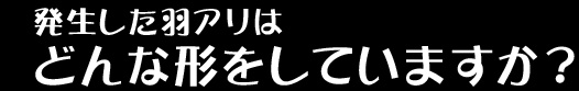 発生した羽アリはどんな形をしていますか?