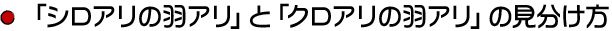 「シロアリの羽アリ」と「クロアリの羽アリ」の見分け方