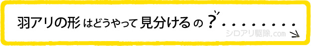 羽アリの形はどうやって見分けるの?
