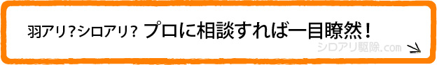 羽アリ?シロアリ?プロに相談すれば一目瞭然!