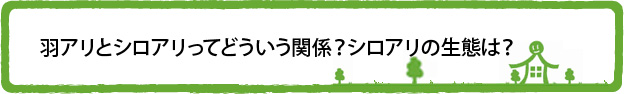 羽アリとシロアリってどういう関係?シロアリの生態は?